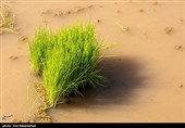 نشاء برنج در شهر ویسیان استان لرستان