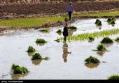 نشاء برنج در شهر ویسیان استان لرستان