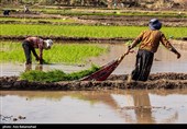 نشاء برنج در شهر ویسیان استان لرستان