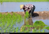 نشاء برنج در شهر ویسیان استان لرستان