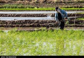 نشاء برنج در شهر ویسیان استان لرستان