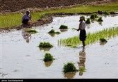 نشاء برنج در شهر ویسیان استان لرستان