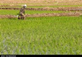 نشاء برنج در شهر ویسیان استان لرستان