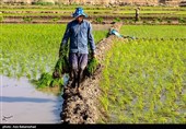 نشاء برنج در شهر ویسیان استان لرستان