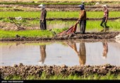 نشاء برنج در شهر ویسیان استان لرستان
