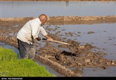 نشاء برنج در شهر ویسیان استان لرستان