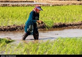 نشاء برنج در شهر ویسیان استان لرستان