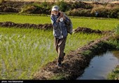نشاء برنج در شهر ویسیان استان لرستان