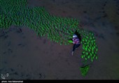 نشاء برنج در شهر ویسیان استان لرستان