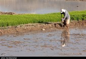 نشاء برنج در شهر ویسیان استان لرستان