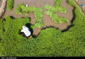 نشاء برنج در شهر ویسیان استان لرستان