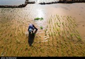 نشاء برنج در شهر ویسیان استان لرستان