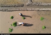 نشاء برنج در شهر ویسیان استان لرستان
