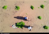 نشاء برنج در شهر ویسیان استان لرستان