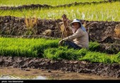 نشاء برنج در شهر ویسیان استان لرستان