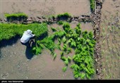 نشاء برنج در شهر ویسیان استان لرستان