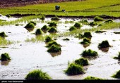 نشاء برنج در شهر ویسیان استان لرستان