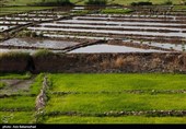 نشاء برنج در شهر ویسیان استان لرستان