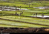 نشاء برنج در شهر ویسیان استان لرستان