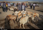 جانمایی 4 مرکز عرضه دام زنده در گرگان+مکان‌ها