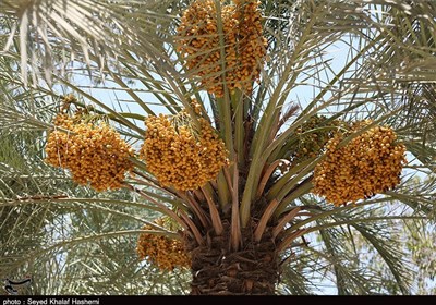 10 هزار تن خرما در سیستان و بلوچستان برداشت شد
