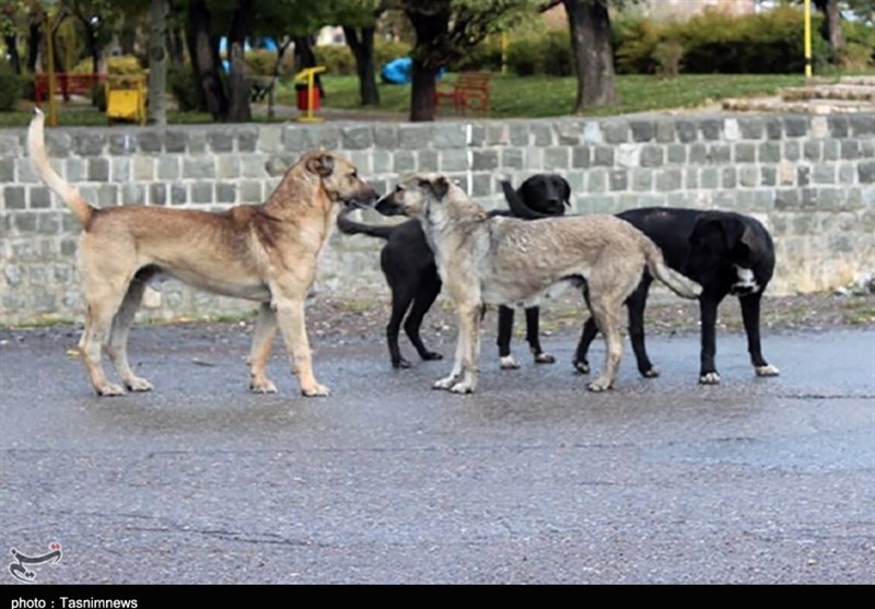اخبار بابل , سگ‌های ولگرد , نظام مسائل استان مازندران , 