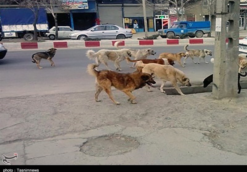 اخبار بابل , سگ‌های ولگرد , نظام مسائل استان مازندران , 