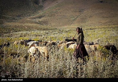 ییلاق عشایر سلسله و دلفان در کوهپایه های گرین - لرستان