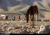 ییلاق عشایر سلسله و دلفان در کوهپایه های گرین - لرستان