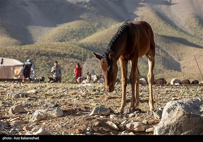 ییلاق عشایر سلسله و دلفان در کوهپایه های گرین - لرستان