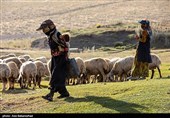 ییلاق عشایر سلسله و دلفان در کوهپایه های گرین - لرستان