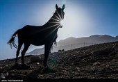 ییلاق عشایر سلسله و دلفان در کوهپایه های گرین - لرستان