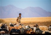 ییلاق عشایر سلسله و دلفان در کوهپایه های گرین - لرستان