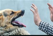 جولان سگ‌های ولگرد و تهدید آرامش شهروندان سنندجی+تصاویر