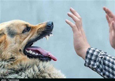 جولان سگ‌های ولگرد و تهدید آرامش شهروندان سنندجی+تصاویر
