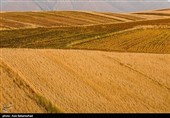 اعلام نرخ 49500 تومانی برای گندم/  آغاز برداشت در مناطق جنوبی لرستان