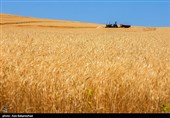 پیش‌بینی خرید 10 میلیون تن گندم در ایران