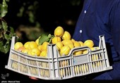 برداشت 10 هزار تن زردآلو در سیستان و بلوچستان