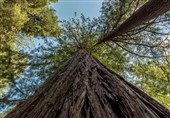 نابودی زیستگاه بلندترین درخت جهان به واسطه "بلاگرهای سفر"!