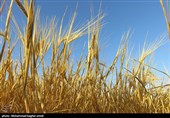 برداشت گندم سال 1401 در خراسان شمالی 5 برابر افزایش یافت