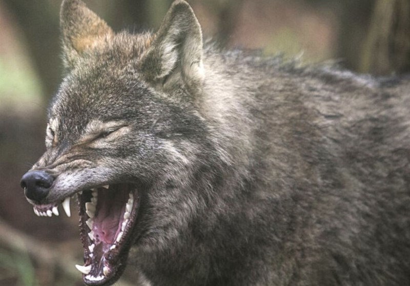 سگ‌های ولگرد , اخبار کرمانشاه , 