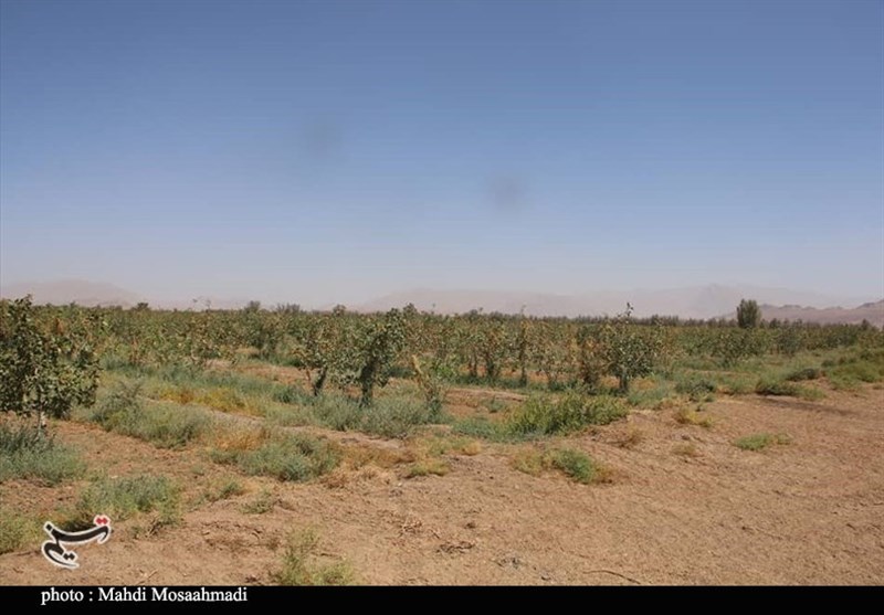 استان کرمان ,