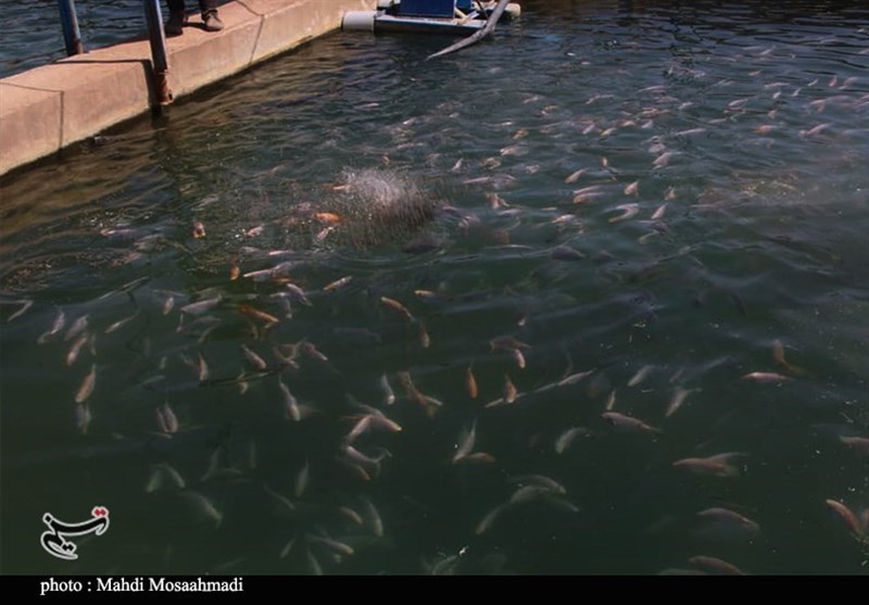 استان کرمان ,