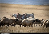 ییلاق عشایر سلسله و دلفان در کوهپایه های گرین - لرستان