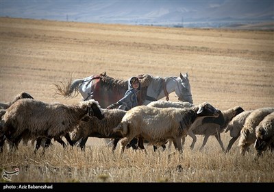 ییلاق عشایر سلسله و دلفان در کوهپایه های گرین - لرستان