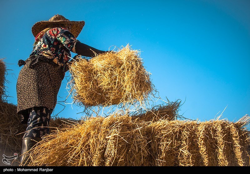 نظام مسائل استان مازندران , 