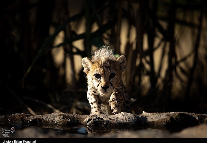 حیات وحش , یوزپلنگ ایرانی , سازمان محیط زیست , 