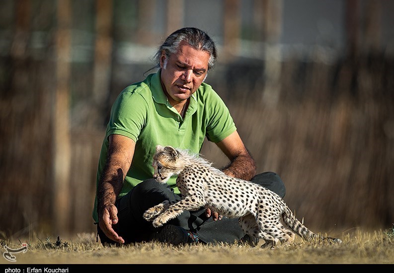 حیات وحش , یوزپلنگ ایرانی , سازمان محیط زیست , 