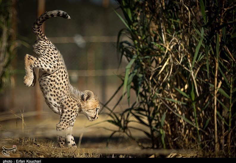 حیات وحش , یوزپلنگ ایرانی , سازمان محیط زیست , 