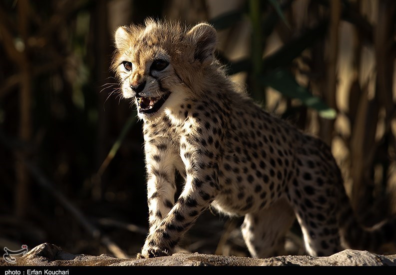 حیات وحش , یوزپلنگ ایرانی , سازمان محیط زیست , 